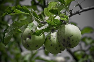 Green Apples