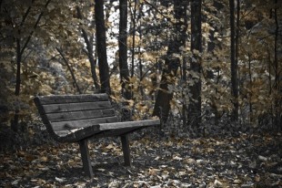 Bench In The Park