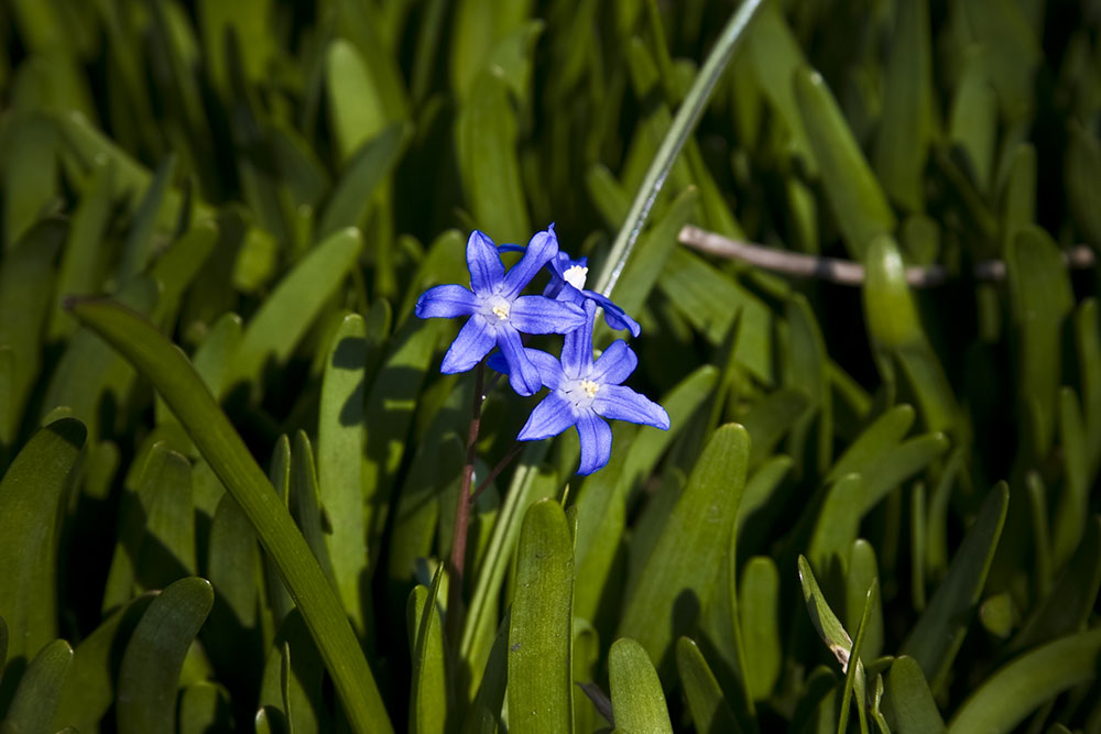 Blue Flower