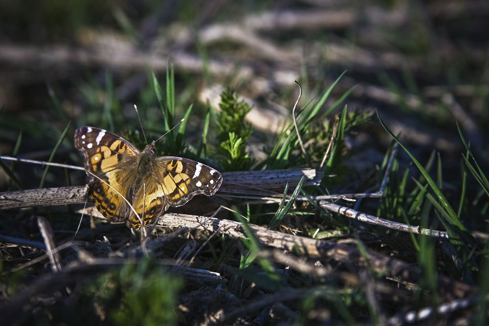 Butterfly