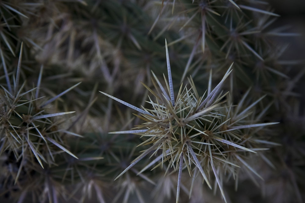 Dry Plants