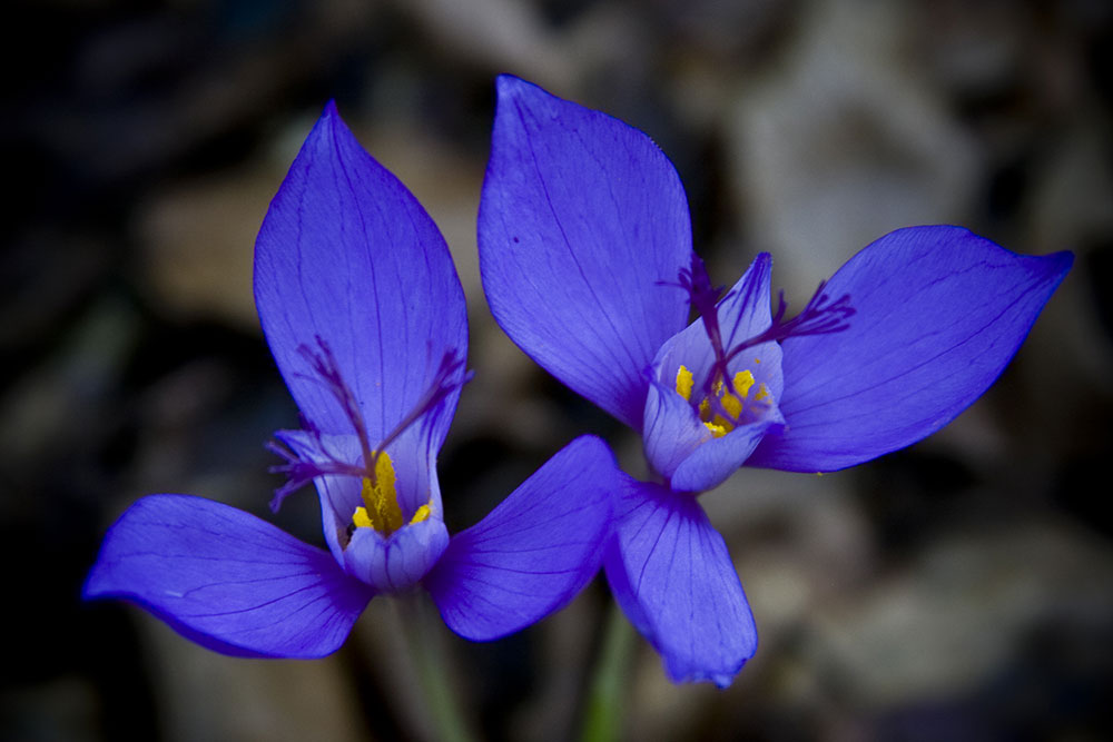 Blue Flowers