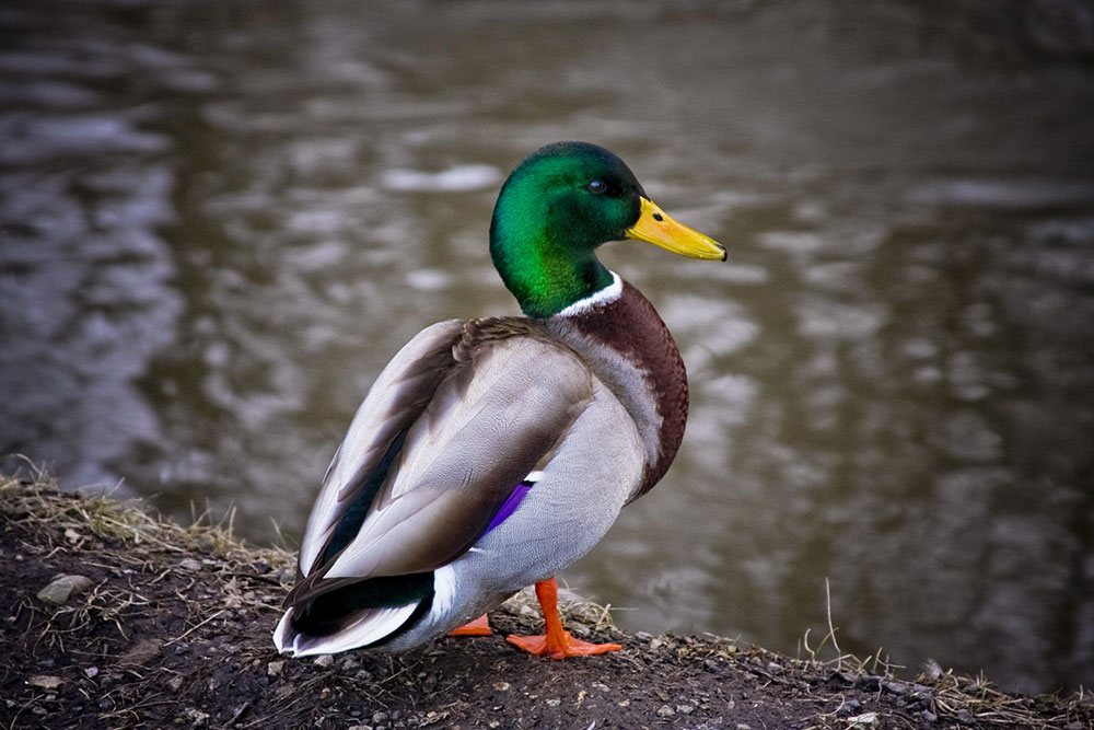 Green Duck