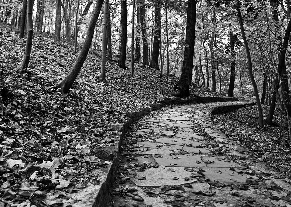 Forest Path