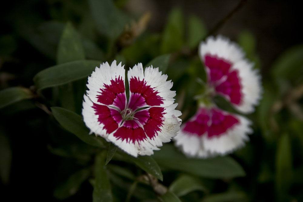 Mini carnations