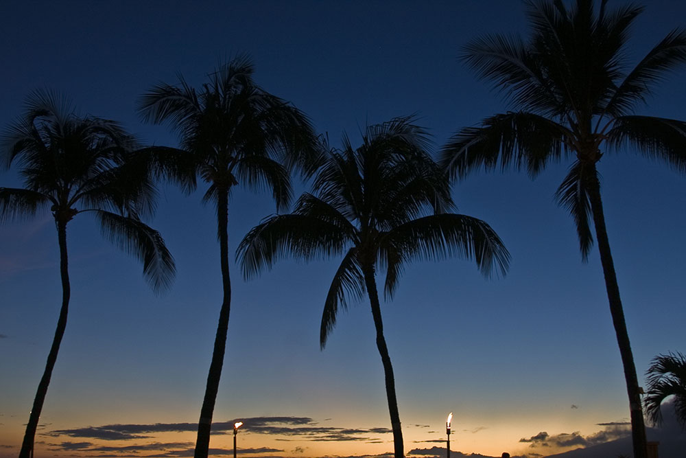 Hawaii Palms