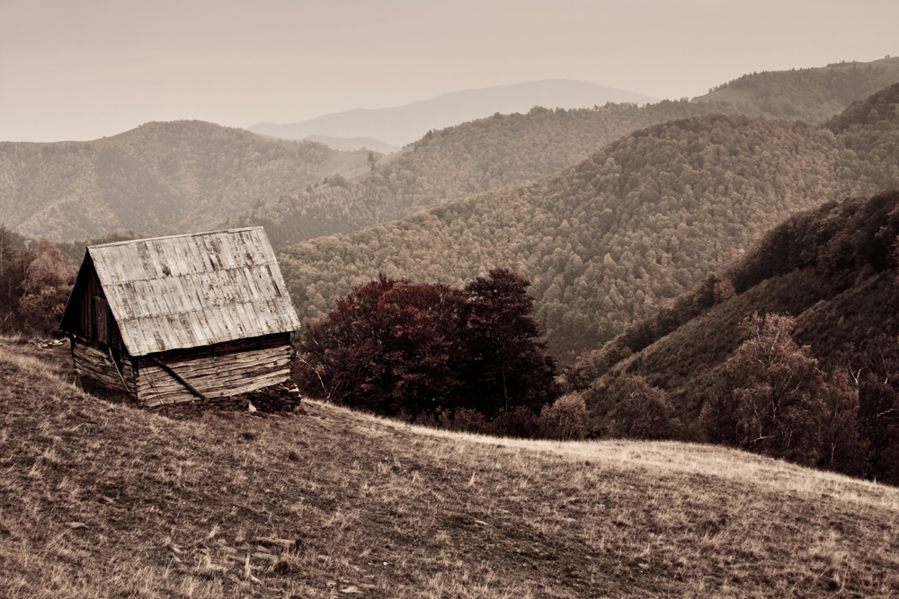 Bucolic Scene