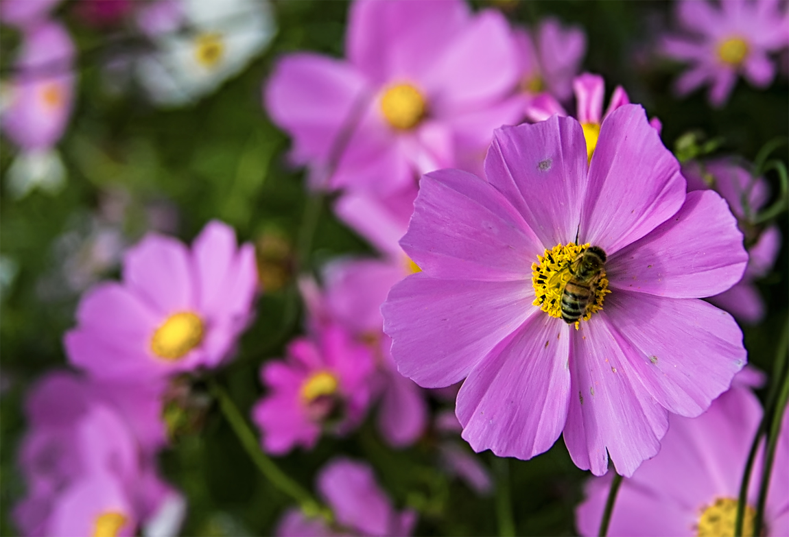 A Fine Day to Gather Pollen