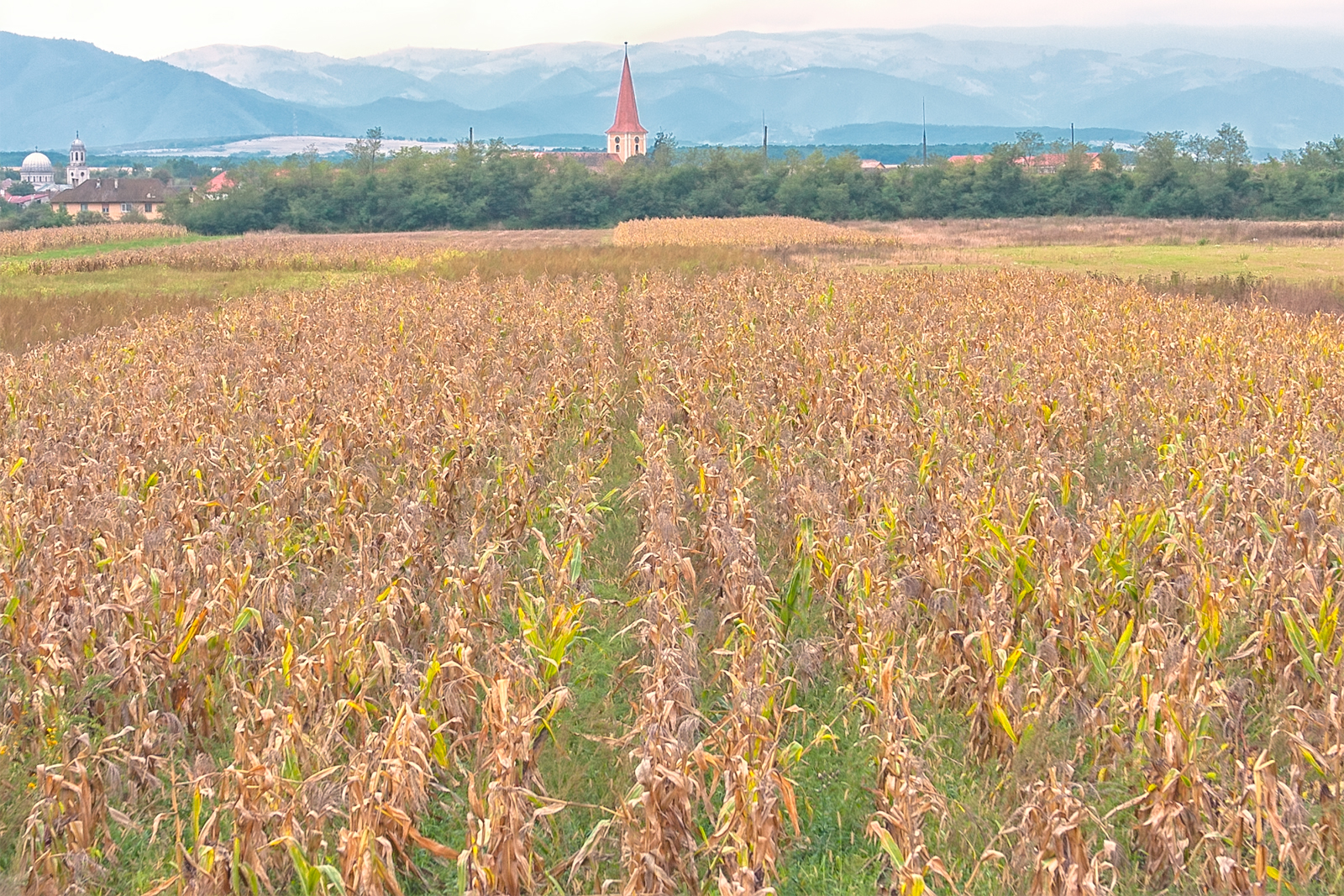 Cornfield