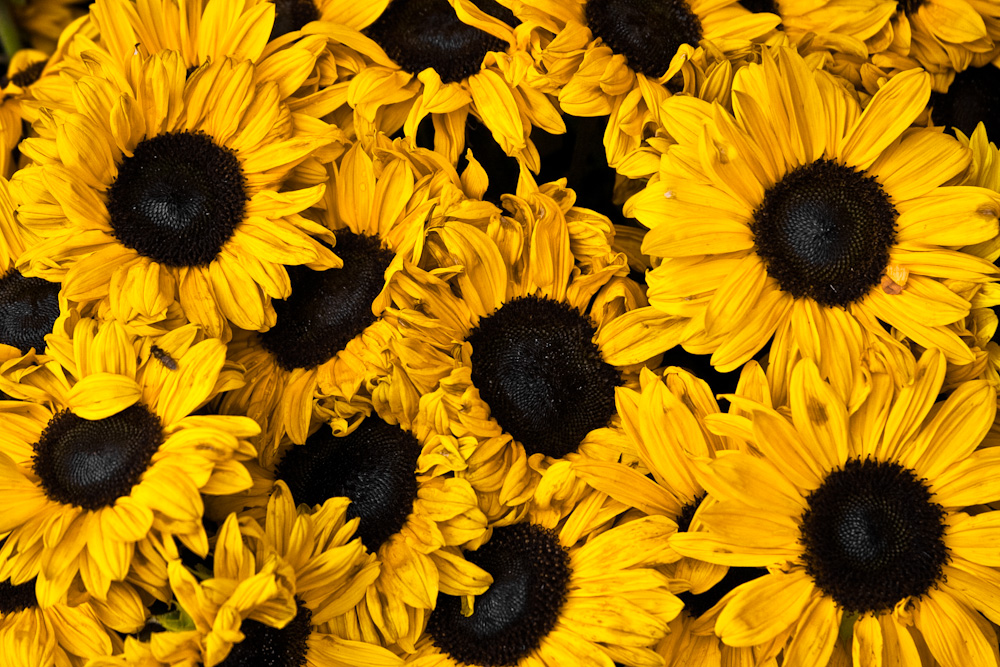 Sunflowers