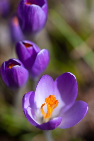 Narcissus Wilkommi