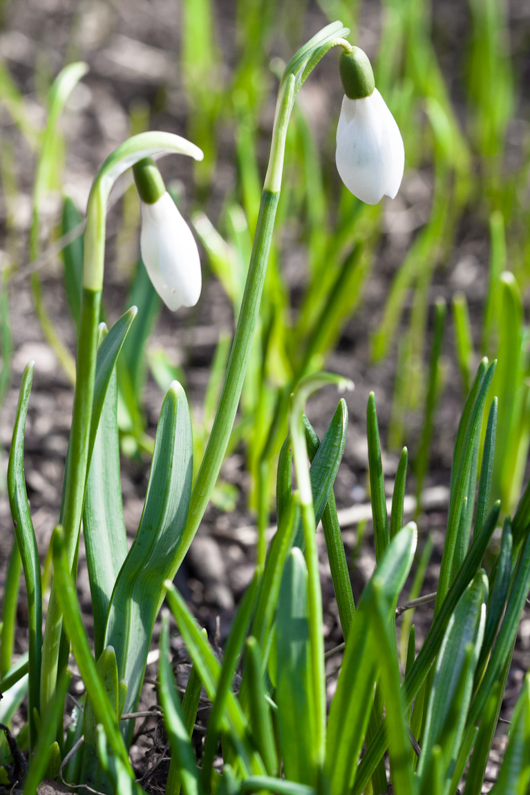 Snowdrops - Galanthus