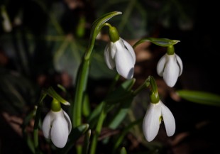 Snowdrop Flowers