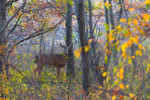 Deer Encounter