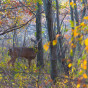 Deer Encounter