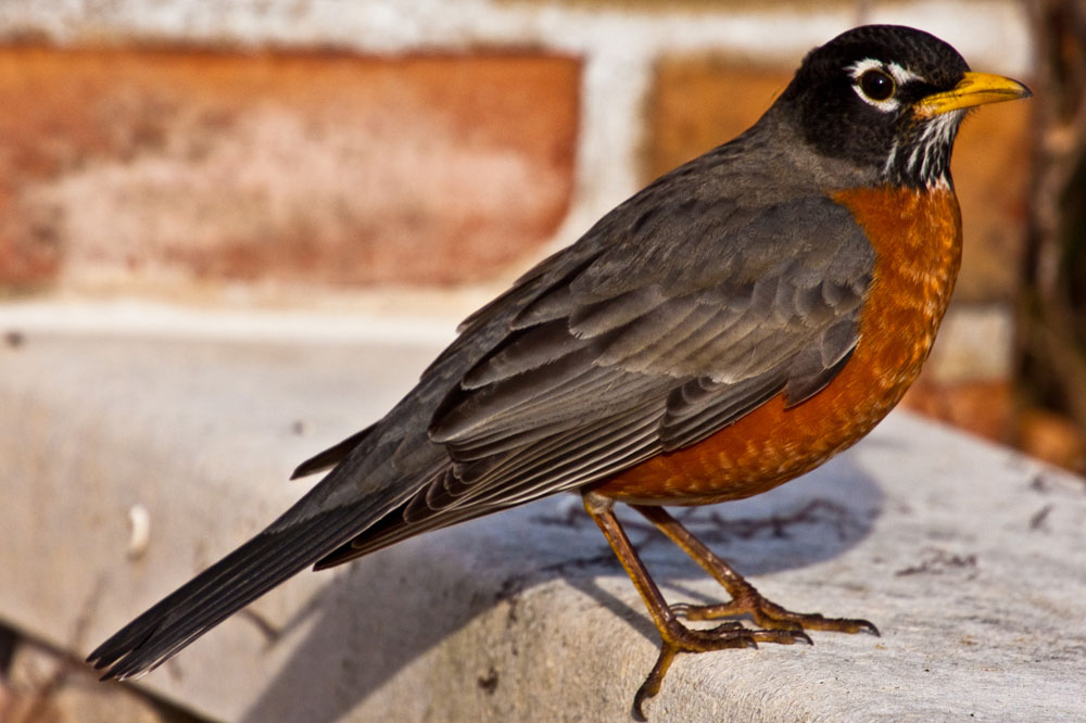 American Robins, so called The Bird of Spring