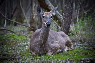 Close Deer Encounter