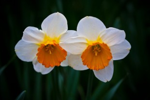 The Poet's Narcissus