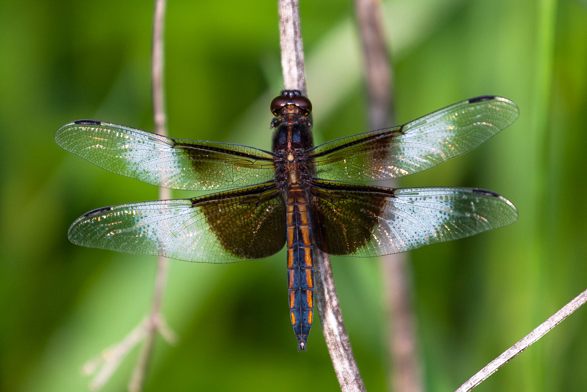 Dragonfly