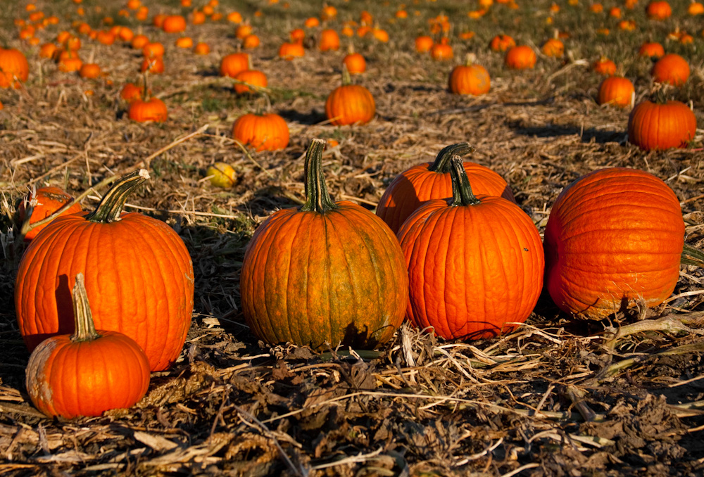 Pumpkin Parade