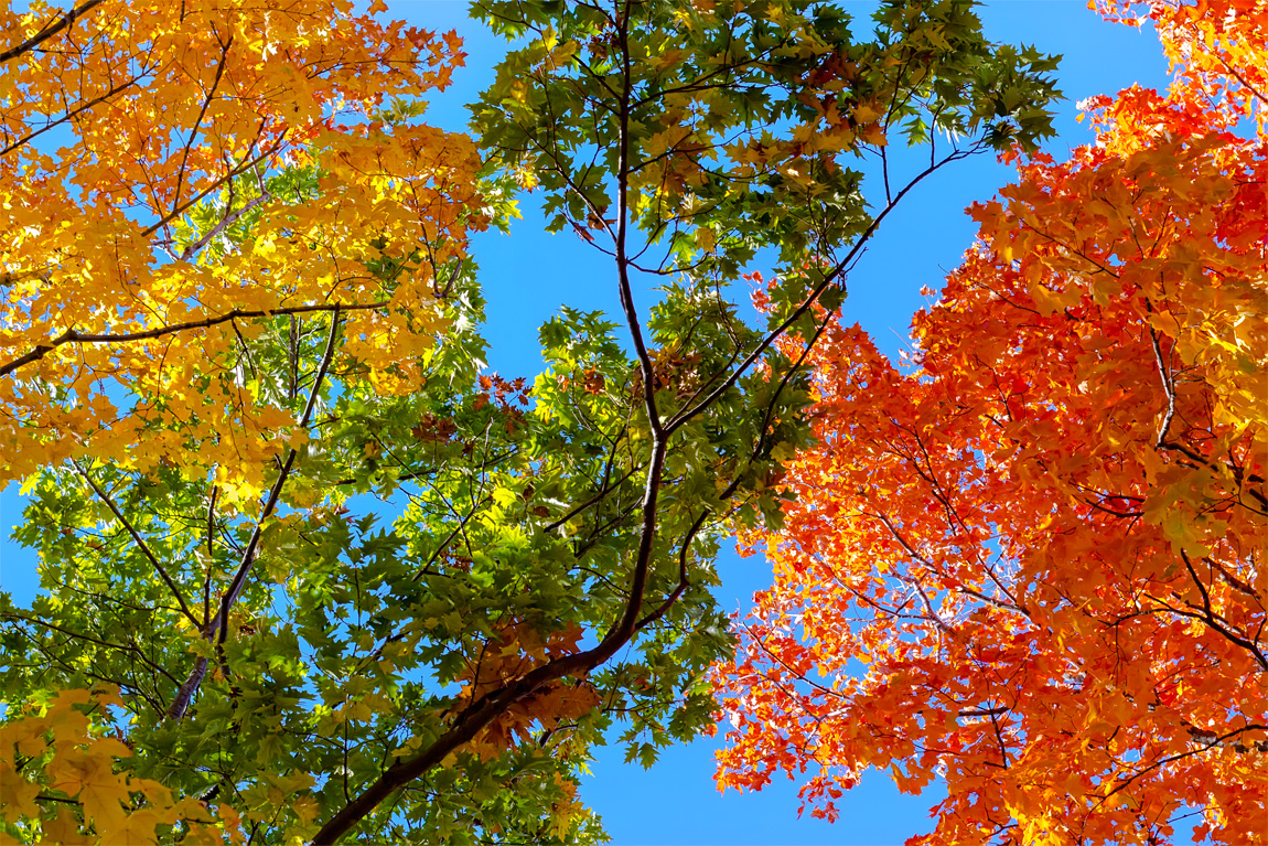Look Up! Fall Colors
