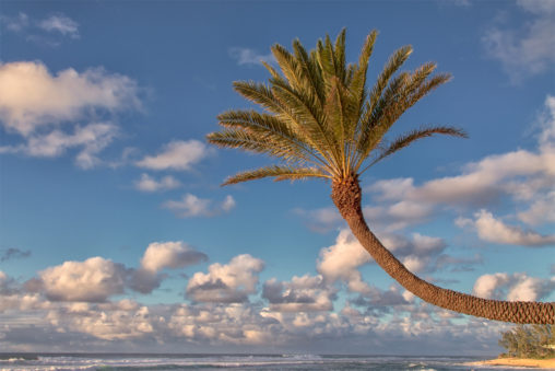 Curved Palm Tree