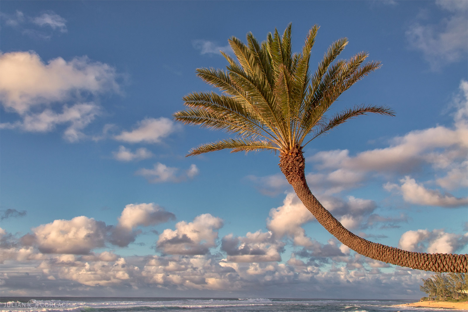 Curved Palm Tree