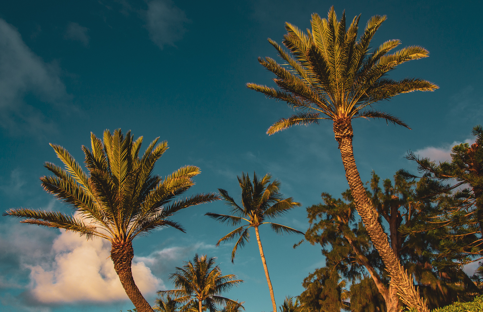 Palms Formation