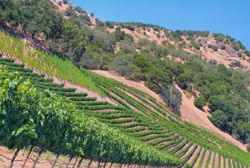 Rows Of Grapevines