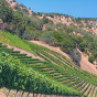 Rows Of Grapevines