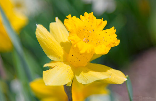Golden Yellow Daffodil