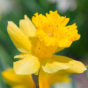 Golden Yellow Daffodil