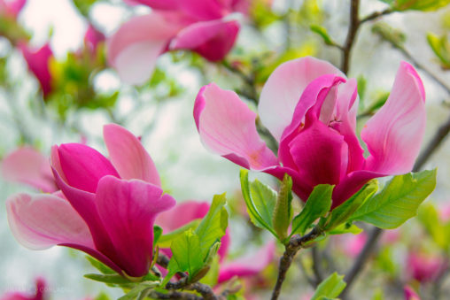 Magnolia Blossom