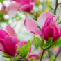 Magnolia Blossom