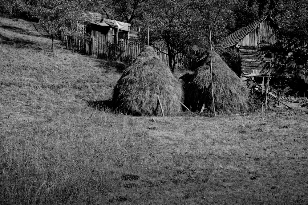 Bucolic Land