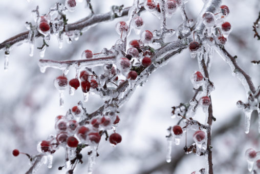 Frozen Crabapple Tree