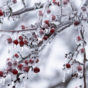 Frozen Crabapple Tree