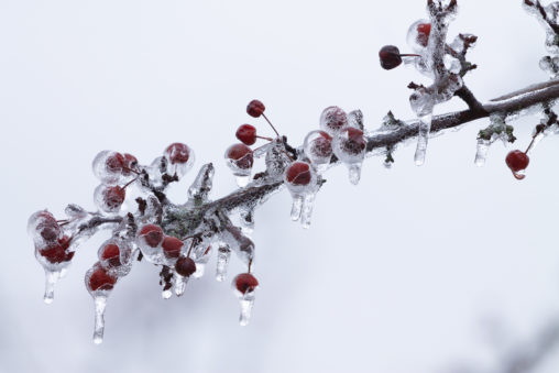 Frozen Branch