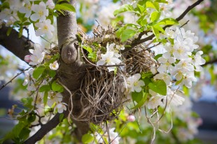 Flower Nest