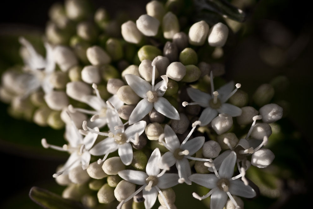 White Flowers