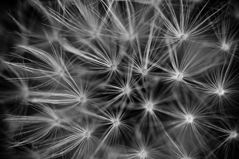 Dandelion Seeds