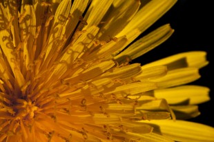 Dandelion Petals