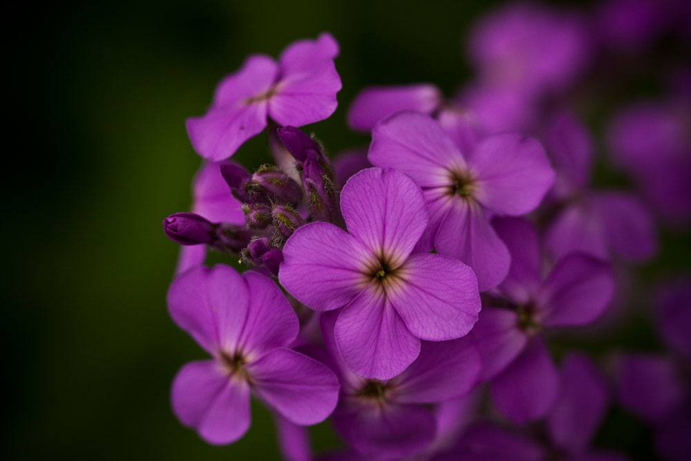 Pink Wildflower