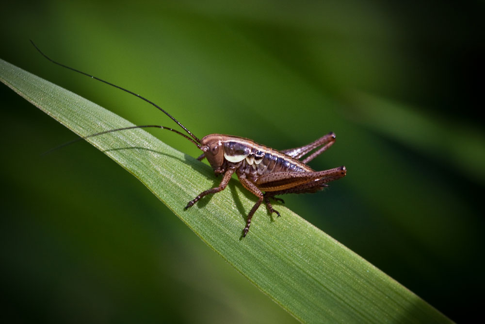 Baby Grasshopper