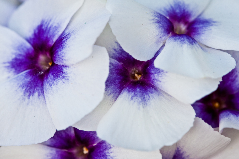 Annual Phlox