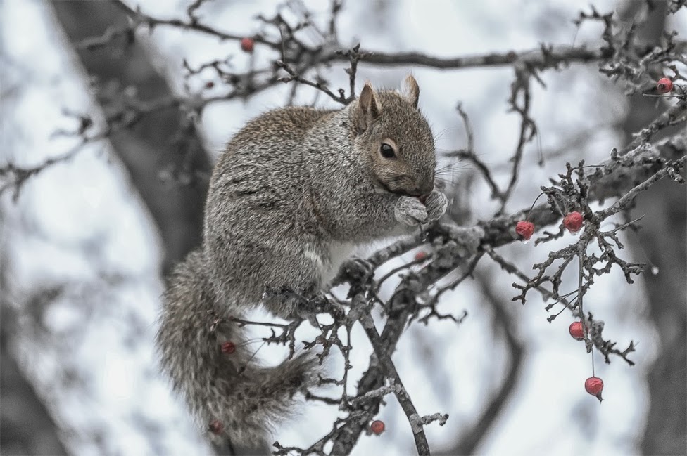 Hungry Squirrel