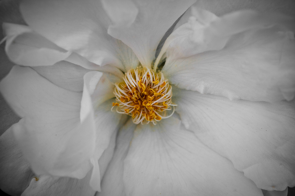 White Flower
