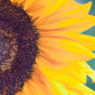 Helianthus - Sunflower
