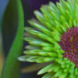 Green Chrysanthemum