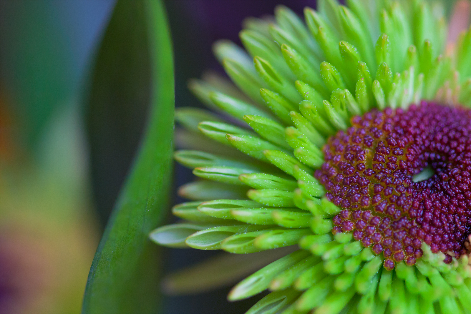 Green Chrysanthemum